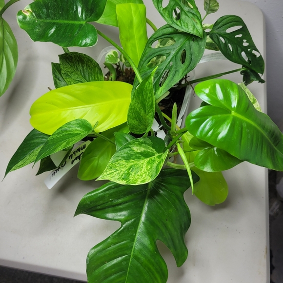 Starter plants nice selection of 7 fresh cut plant with nodes and or air roots - Picture 10 of 11